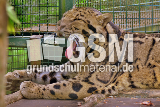 Nebelparder (20).jpg